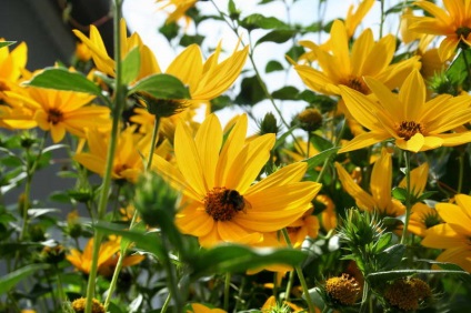 plantare HELIOPSIS și îngrijire clasele foto HELIOPSIS cultivare pe termen lung a semințelor (foto) plantare și îngrijire HELIOPSIS note Foto HELIOPSIS ani de creștere din semințe
