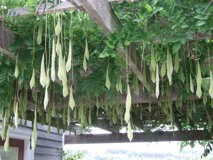 plantare Wisteria, îngrijire