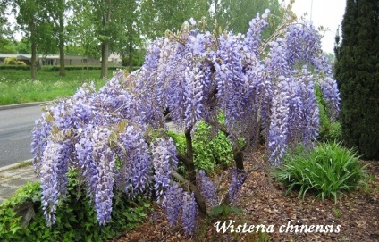 plantare Wisteria, îngrijire