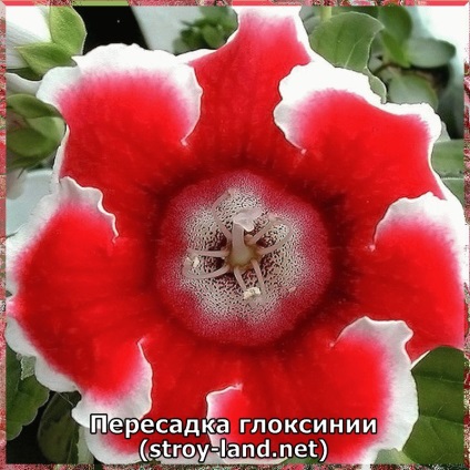 Gloxinia - îngrijire la domiciliu