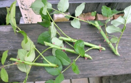 Dutch Rose (Dutch) trandafiri olandezi