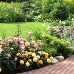 Dutch Rose (Dutch) trandafiri olandezi