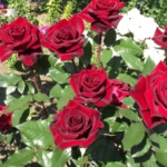 Dutch Rose (Dutch) trandafiri olandezi