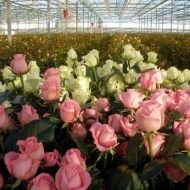 trandafiri secrete olandeze de creștere cele mai bune soiuri (Rose) trandafiri secrete olandeze de creștere cele mai bune soiuri
