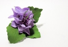 Hydrangea foamirana a modului de a face un master-class, template-uri foto color, video decât pot fi înlocuite cu (do) Hydrangea foamirana a modului de a face un master-class, template-uri foto color, video decât poate fi înlocuit