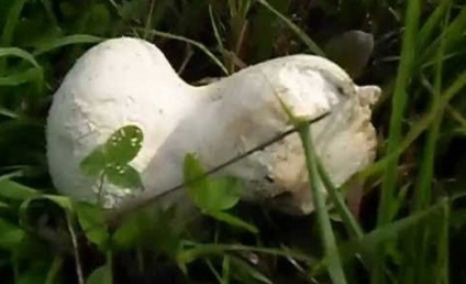 Ciuperci pelerina de ploaie - rețete de gătit cu fotografii, modul de a face haine de ploaie (Cook) Ciuperci pelerina de ploaie - gătit rețete cu fotografii, modul de a face haine de ploaie