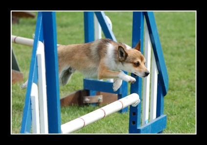 câine Gutaperchivaya cu 6 degete la fiecare labă (Lundehund) - animale de companie