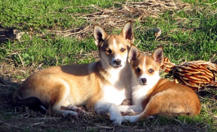 câine Gutaperchivaya cu 6 degete la fiecare labă (Lundehund) - animale de companie