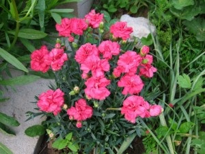 Garoafa, plante casa - fotografii și videoclipuri (Garoafă) Carnation, plante de apartament - foto și video