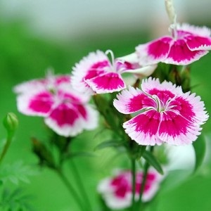 Garoafa, plante casa - fotografii și videoclipuri (Garoafă) Carnation, plante de apartament - foto și video