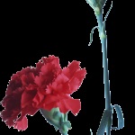 soiuri de Crizanteme de flori (catei de cuisoare hibrid) soiuri de flori Carnation
