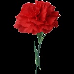 soiuri de Crizanteme de flori (Carnation) soiuri de flori Carnation