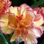 soiuri de Crizanteme de flori (aproximativ două săptămâni) soiuri de flori Carnation