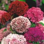 soiuri de flori (Carnation Trăsătura caracteristică a acestei) soiuri de flori Carnation