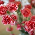soiuri de Crizanteme de flori (catei de cuisoare hibrid) soiuri de flori Carnation