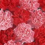 soiuri de Crizanteme de flori (catei de cuisoare hibrid) soiuri de flori Carnation