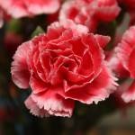 soiuri de flori (Carnation Trăsătura caracteristică a acestei) soiuri de flori Carnation