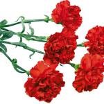 soiuri de Crizanteme de flori (aproximativ două săptămâni) soiuri de flori Carnation