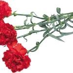 soiuri de Crizanteme de flori (aproximativ două săptămâni) soiuri de flori Carnation