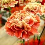grad Crizanteme floare (grad) soiuri de flori Carnation