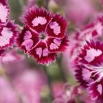soiuri de Crizanteme de flori (Carnation) soiuri de flori Carnation