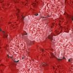floare de soi Carnation (flori) soiuri de flori Carnation