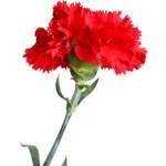 soiuri de Crizanteme de flori (Carnation) soiuri de flori Carnation