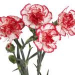 grad Crizanteme floare (grad) soiuri de flori Carnation