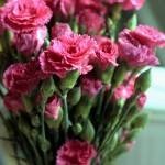soiuri de Crizanteme de flori (aproximativ două săptămâni) soiuri de flori Carnation