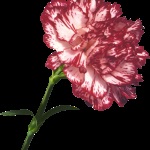 soiuri de flori (Carnation Trăsătura caracteristică a acestei) soiuri de flori Carnation