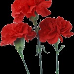 soiuri de Crizanteme de flori (aproximativ două săptămâni) soiuri de flori Carnation