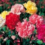 floare de soi Carnation (flori) soiuri de flori Carnation