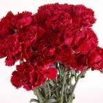 grad Crizanteme floare (grad) soiuri de flori Carnation