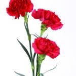 grad Crizanteme floare (grad) soiuri de flori Carnation