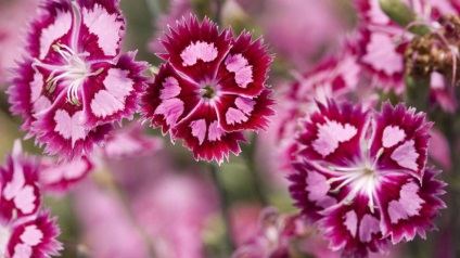 grad Crizanteme floare (grad) soiuri de flori Carnation