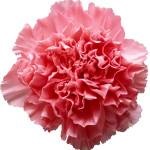 soiuri de Crizanteme de flori (catei de cuisoare hibrid) soiuri de flori Carnation