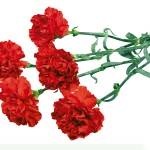 floare de soi Carnation (flori) soiuri de flori Carnation