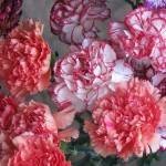 grad Crizanteme floare (grad) soiuri de flori Carnation