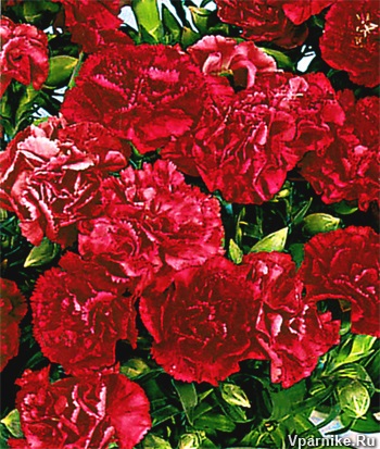 Carnations lilipot serie (muguri laterale muguri) Garoafe lilipot serie