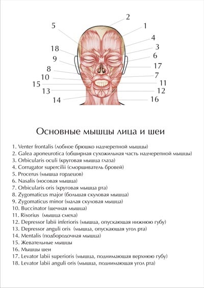 Studiul mușchilor faciali (expresia faciala, de mestecat, mușchii gâtului)