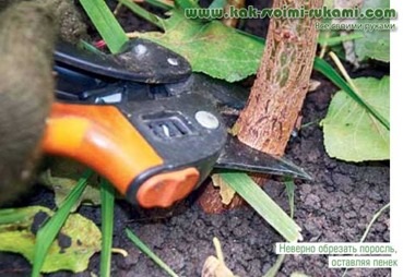 Cum să scapi de motivele și înlăturarea napadite de buruieni, mâinile - modul de a face cel mai mult (rădăcină) Cum să scapi de motivele și înlăturarea napadite de buruieni, mâinile - Cum sa faci cel mai mult