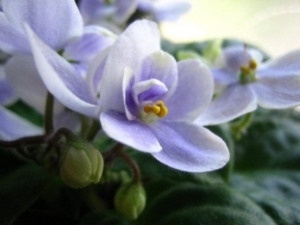 Cum se uda camera violete toate regulile (camera) Cum se uda camera violete toate regulile