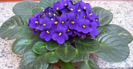 Cum se uda camera violete toate regulile (violet) Cum se uda camera violete toate regulile