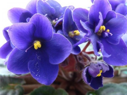 Cum se uda camera violete toate regulile (camera) Cum se uda camera violete toate regulile
