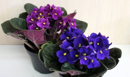 Cum se uda camera de violete toate regulile (violete corect de udare) Cum se uda camera violete toate regulile