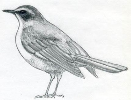 Alaska City center Continent Cum să atragă păsări pas cu pas, cu un creion - lectii de desen - utile cu  privire