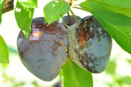 Cum să aibă grijă de prune (îngrijire) Cum să aibă grijă de prune