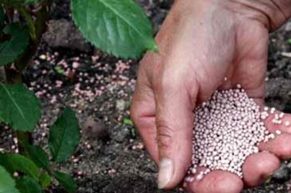 Cum să aibă grijă de prune (îngrijire) Cum să aibă grijă de prune