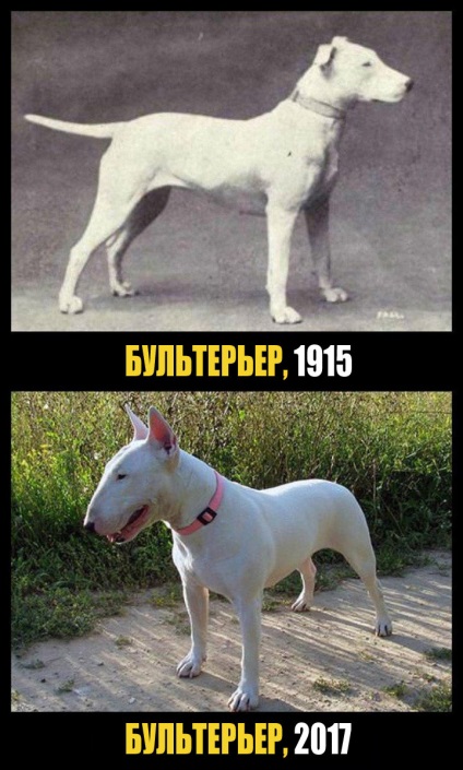 Care au fost cunoscute rasa de câine în urmă cu 100 de ani (piatra) Care au fost cunoscute Dog Breed în urmă cu 100 de ani
