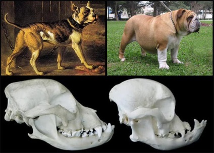 Care au fost cunoscute rase de câini în urmă cu 100 de ani (câinii) Care au fost cunoscute Dog Breed în urmă cu 100 de ani